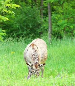 Donkey Stock Photos