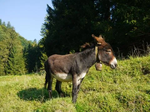 Donkey Stock Photos