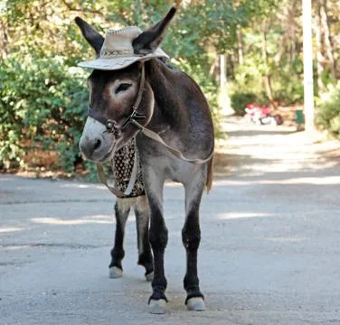 Donkey Stock Photos