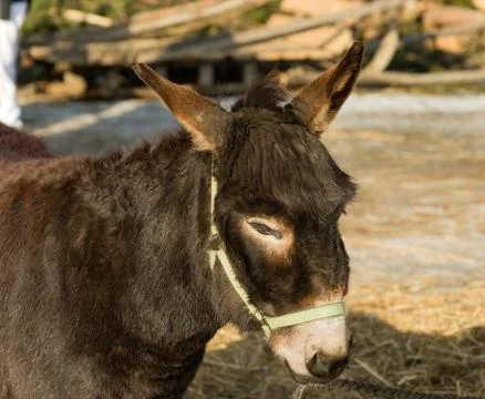 Donkey. Stock Photos