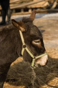 Donkey. Stock Photos