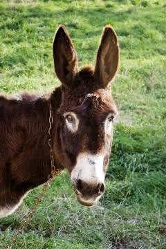Donkey Stock Photos