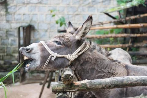 Donkey Stock Photos
