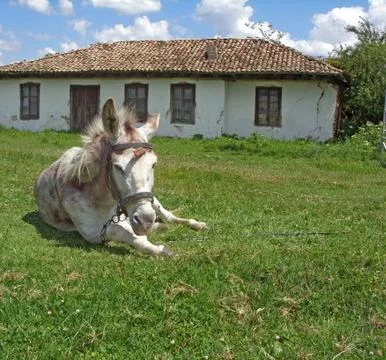 Donkey Stock Photos
