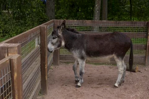 Donkey Stock Photos