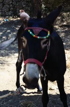 Donkey Stock Photos