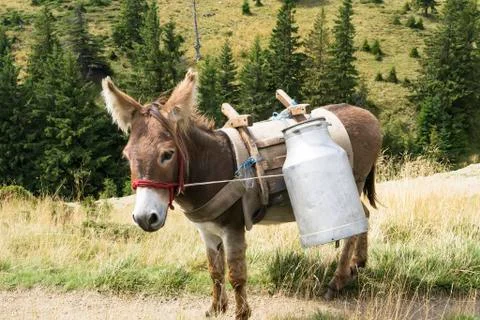 Donkey Stock Photos