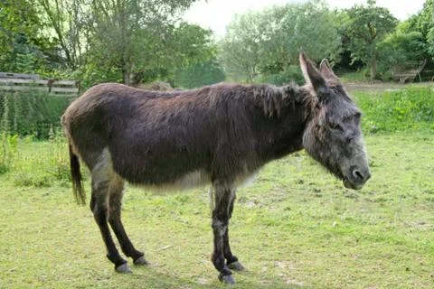 Donkey Stock Photos