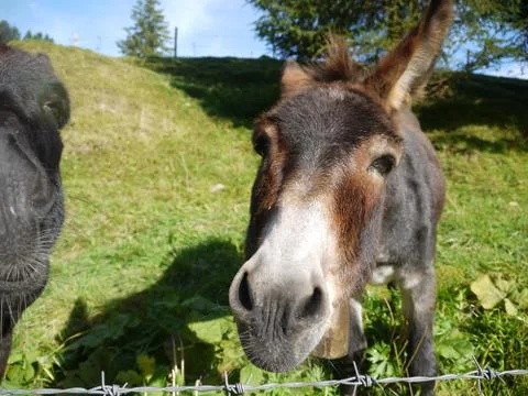 Donkey Stock Photos