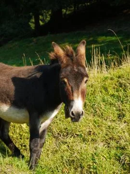 Donkey Stock Photos