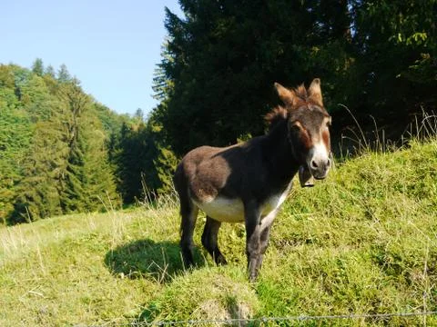 Donkey Stock Photos