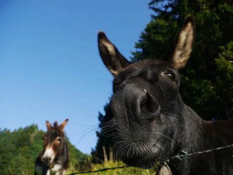 Donkey Stock Photos