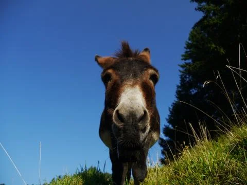 Donkey Stock Photos