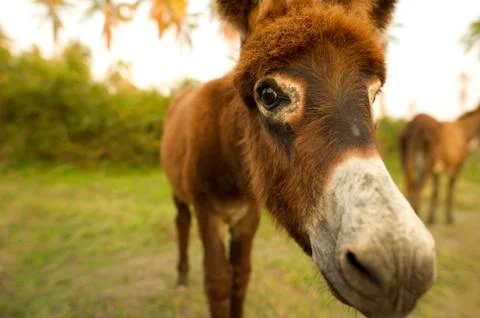 Donkey Stock Photos