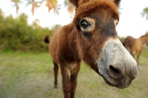 Donkey Stock Photos