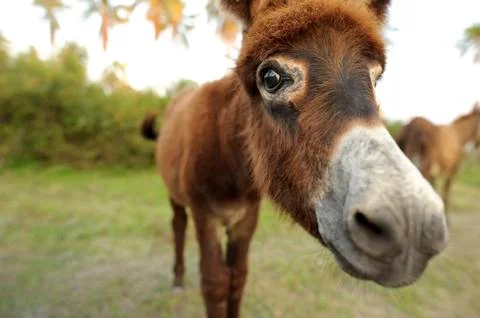 Donkey Stock Photos
