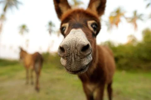 Donkey Stock Photos