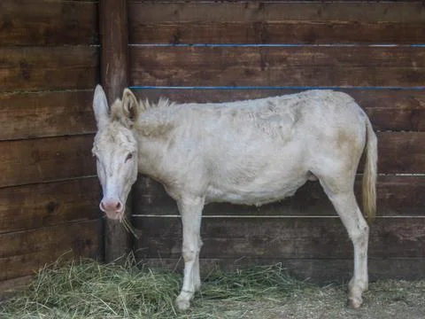 Donkey Stock-Fotos