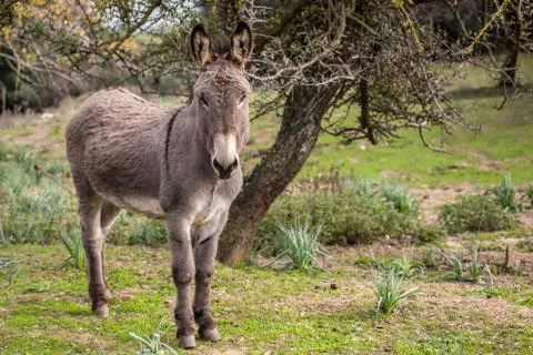 Donkey Stock Photos