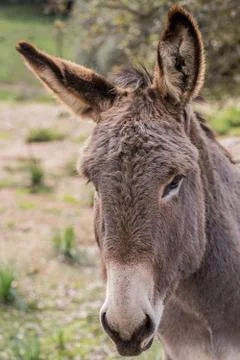 Donkey Stock Photos