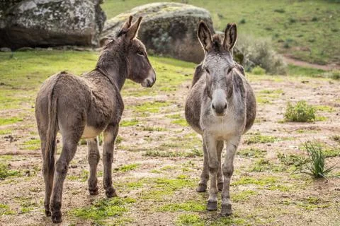 Donkey Stock Photos
