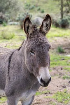 Donkey Stock Photos