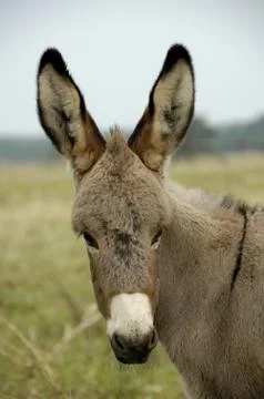 Donkey Stock Photos