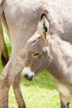 Donkey Stock Photos