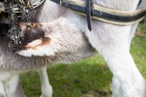 Donkey Stock Photos