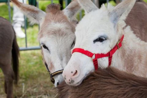 Donkey Stock Photos