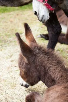 Donkey Stock Photos