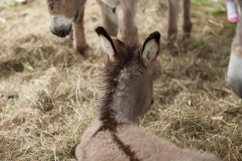 Donkey Stock Photos