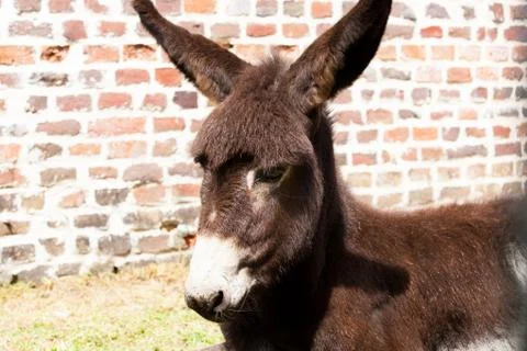 Donkey Stock Photos
