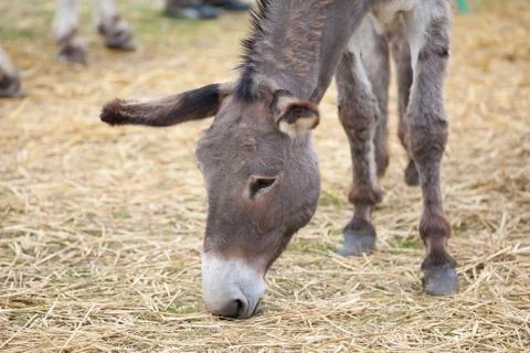 Donkey Stock Photos