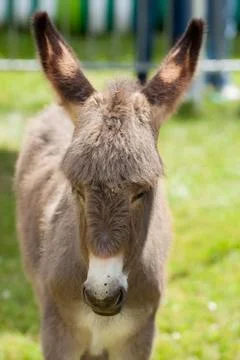 Donkey Stock Photos