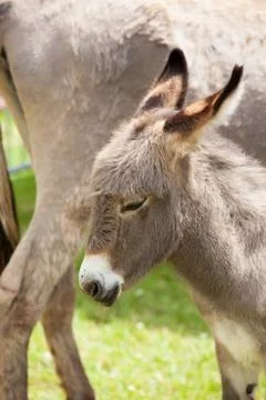 Donkey Stock Photos