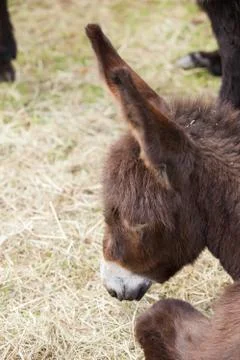 Donkey Stock Photos