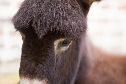 Donkey Stock Photos