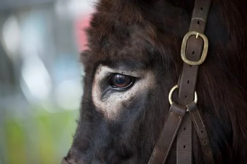 Donkey Foto stock