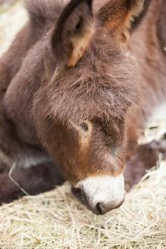 Donkey Foto stock