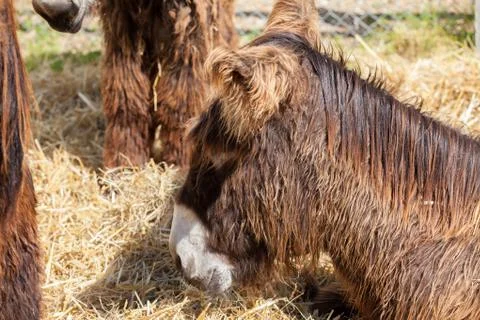 Donkey Fotos de archivo