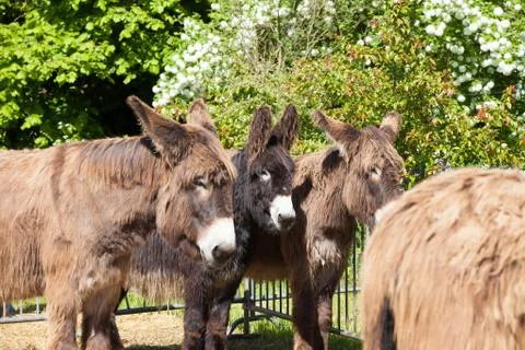Donkey Stock Photos