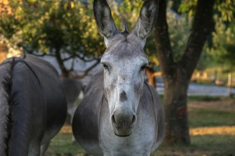 Donkey Stock Photos