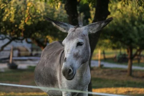 Donkey Stock-Fotos