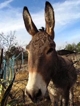 Donkey Stock Photos