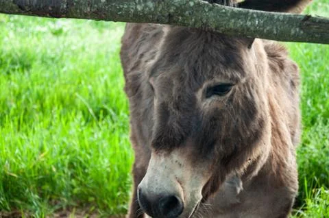 Donkey Stock Photos