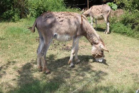 Donkey 写真素材