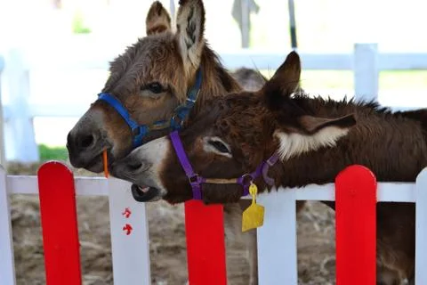 Donkey Stock Photos
