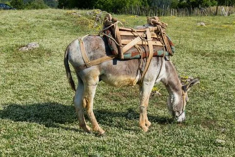 Donkey Stock Photos