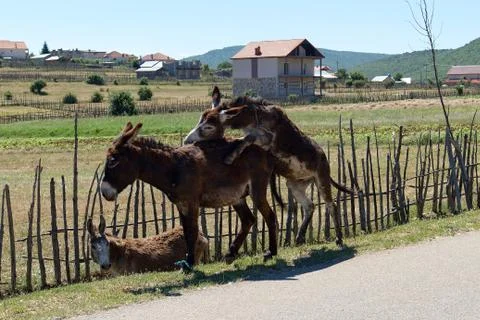 Donkey Stock Photos